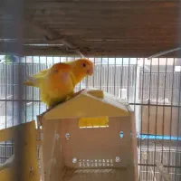 طوطی برزیلی