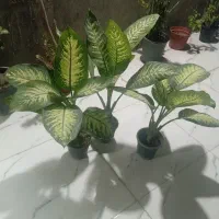 گل طبیعی دیفن باخیا