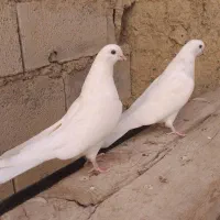 کبوتر چشم نوک سفید