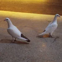 کفتر