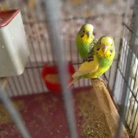 مرغ عشق مولد