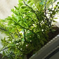 گل خانگی