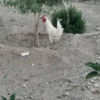 فروش فوری مرغ و خروس کاکلی و نژاد دار