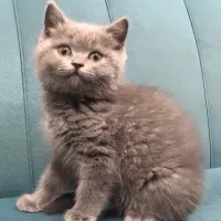 فروش گربه بریتیش|گربه|بندر ماهشهر, |دیوار