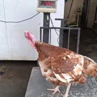 بوقلمون تماس اگه پاسخگو نبودم پیام بزارین در خدمتم