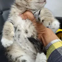 واگذاری گربه