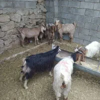 کهره ماده|حیوانات مزرعه|بهبهان, |دیوار