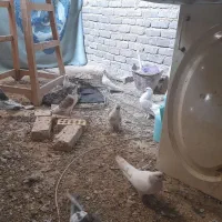 فروش کبوتر