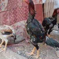 لاری اواشامو