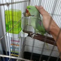 شاه طوطی نر