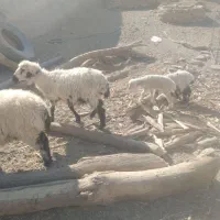 بزوگوسفند|حیوانات مزرعه|زهک, |دیوار