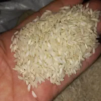 برنج عنبربو اصل شوشتری|خوردنی و آشامیدنی|بوشهر, |دیوار