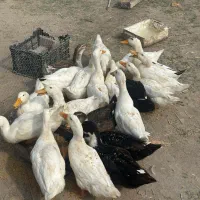 اوردک
