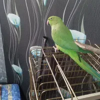 طوطی ملنگو ماده سخنگو