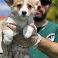 پمبروک ولش کورگی سگ خیلی خاص