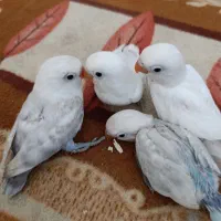 جوجه کوتوله برزیلی سرلاکی دستی