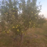 خریدار ضایعات سیب پادرختی