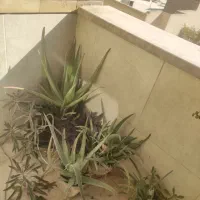 انواع گل و گیاه|گل و گیاه طبیعی|اصفهان, طامه|دیوار