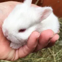 خرگوش دورگه لوپ و نیوزلندی