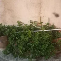 گل و گلدان