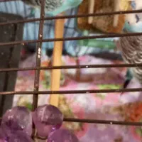 مرغ عشق با جوجه|پرنده|پاکدشت, پاکدشت (مامازند)|دیوار