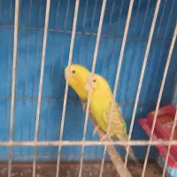 مرغ عشق هلندی