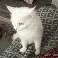 گربه پرشین و میکس|گربه|گرگان, |دیوار