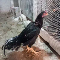 چند عدد خروس لاری