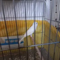 دو عدد قناری نر ویک ماده بفروش می رسد|پرنده|بیجار, |دیوار