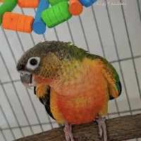 جوجه گرینچیک گم شده