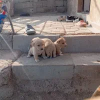 توله پاکوتاه بوبی سرابی ماده|سگ|اردبیل, |دیوار