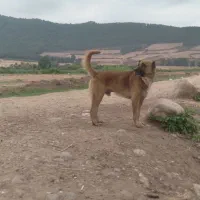 سگ گوسفندی|سگ|آزادشهر, |دیوار