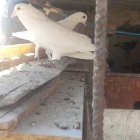 کفتر جفت