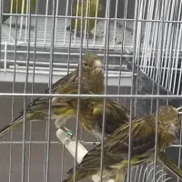 قناری سبز چمنی