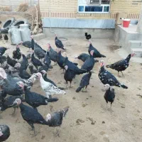 بوقلمون محلی|حیوانات مزرعه|میاندوآب, |دیوار