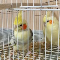 مغازه پرنده فروشی کل پرنده ها به فروش میرسد