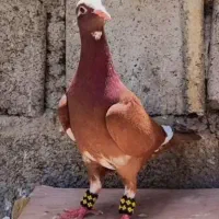 پلنگ سرخ ماده