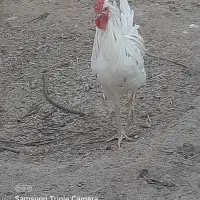 مرغ و خروس لاری|حیوانات مزرعه|پاکدشت, پاکدشت (مامازند)|دیوار