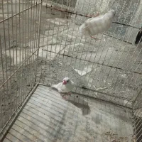 فنچ نرگسی
