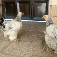 جفت مرغ و خروس برهما اصل مفت|حیوانات مزرعه|مشهد, میعاد (شهرک غرب)|دیوار