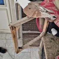 کفتر،کلاغ،دمسفید،