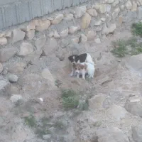 توله سک تازه غذا خور