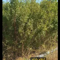 فروش عمده انواع نهال میوه و صنوبر با کیفیت عالی|خدمات باغبانی و درختکاری|داران, |دیوار