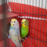 نرماده مرغ عشق مولد|پرنده|کرمان, |دیوار