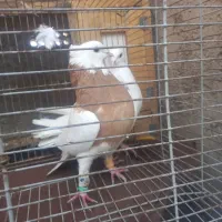 طوقی زرد طوقی هفرنگ