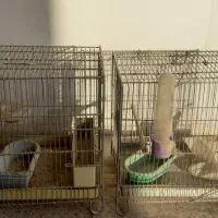 قفس سره و قناری