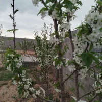 فروش باغ ویلایی 500متر  در زاک|فروش خانه و ویلا|مشهد, درزآب|دیوار
