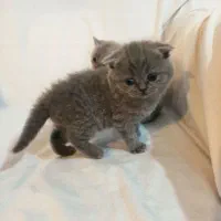 واگذاری گربه دوعدد