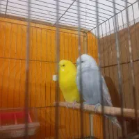 مرغ عشق انگلیسی