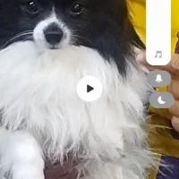 سگ گمشده|حیوانات|بندرعباس, |دیوار